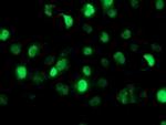 SAMHD1 Antibody in Immunocytochemistry (ICC/IF)