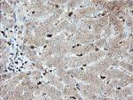 SAMHD1 Antibody in Immunohistochemistry (Paraffin) (IHC (P))