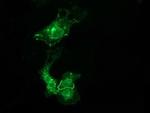 VSIG2 Antibody in Immunocytochemistry (ICC/IF)