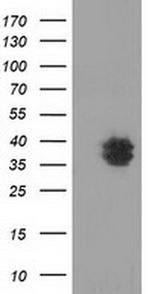 VSIG2 Antibody in Western Blot (WB)