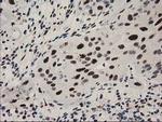 NMNAT1 Antibody in Immunohistochemistry (Paraffin) (IHC (P))