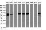 GBP5 Antibody in Western Blot (WB)