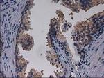 Gephyrin Antibody in Immunohistochemistry (Paraffin) (IHC (P))