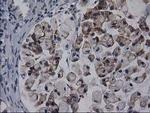 Gephyrin Antibody in Immunohistochemistry (Paraffin) (IHC (P))