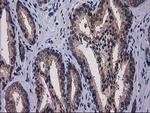 Gephyrin Antibody in Immunohistochemistry (Paraffin) (IHC (P))