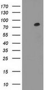 Gephyrin Antibody in Western Blot (WB)