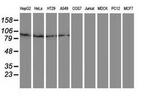 Gephyrin Antibody in Western Blot (WB)