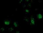 ATP6V1F Antibody in Immunocytochemistry (ICC/IF)