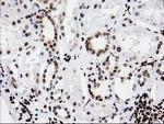 ATP6V1F Antibody in Immunohistochemistry (Paraffin) (IHC (P))