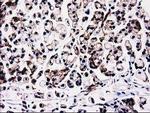 FAM40A Antibody in Immunohistochemistry (Paraffin) (IHC (P))