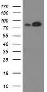 FAM40A Antibody in Western Blot (WB)