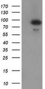 Gephyrin Antibody in Western Blot (WB)