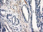 PDE2A Antibody in Immunohistochemistry (Paraffin) (IHC (P))