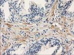 PDE2A Antibody in Immunohistochemistry (Paraffin) (IHC (P))