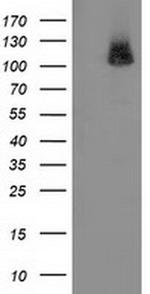 PDE2A Antibody in Western Blot (WB)