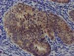 DCLRE1B Antibody in Immunohistochemistry (Paraffin) (IHC (P))