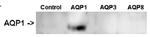 Aquaporin 1 Antibody in Western Blot (WB)