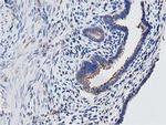 OGFOD1 Antibody in Immunohistochemistry (Paraffin) (IHC (P))