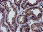 CHCHD5 Antibody in Immunohistochemistry (Paraffin) (IHC (P))