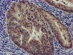 CHCHD5 Antibody in Immunohistochemistry (Paraffin) (IHC (P))