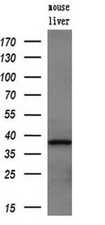 ZFP36 Antibody in Western Blot (WB)