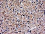 SERPINB4 Antibody in Immunohistochemistry (Paraffin) (IHC (P))