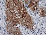 SERPINB4 Antibody in Immunohistochemistry (Paraffin) (IHC (P))