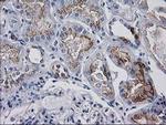 ATP6V1F Antibody in Immunohistochemistry (Paraffin) (IHC (P))