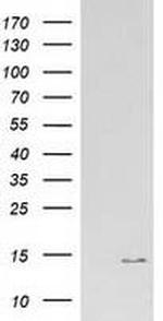 ATP6V1F Antibody in Western Blot (WB)