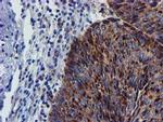 CHCHD5 Antibody in Immunohistochemistry (Paraffin) (IHC (P))