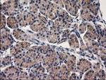 eIF4E2 Antibody in Immunohistochemistry (Paraffin) (IHC (P))