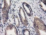 eIF4E2 Antibody in Immunohistochemistry (Paraffin) (IHC (P))