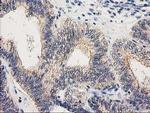 eIF4E2 Antibody in Immunohistochemistry (Paraffin) (IHC (P))