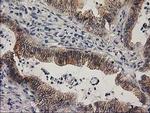 eIF4E2 Antibody in Immunohistochemistry (Paraffin) (IHC (P))