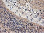 CHCHD5 Antibody in Immunohistochemistry (Paraffin) (IHC (P))