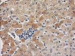 CHCHD5 Antibody in Immunohistochemistry (Paraffin) (IHC (P))