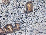 CHCHD5 Antibody in Immunohistochemistry (Paraffin) (IHC (P))