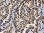 CHCHD5 Antibody in Immunohistochemistry (Paraffin) (IHC (P))