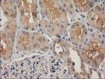 CHCHD5 Antibody in Immunohistochemistry (Paraffin) (IHC (P))