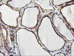 CHCHD5 Antibody in Immunohistochemistry (Paraffin) (IHC (P))