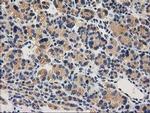 CHCHD5 Antibody in Immunohistochemistry (Paraffin) (IHC (P))