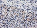 CTH Antibody in Immunohistochemistry (Paraffin) (IHC (P))