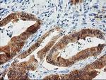 CTH Antibody in Immunohistochemistry (Paraffin) (IHC (P))