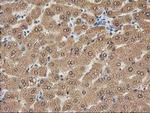 CTH Antibody in Immunohistochemistry (Paraffin) (IHC (P))