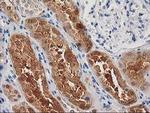 CTH Antibody in Immunohistochemistry (Paraffin) (IHC (P))