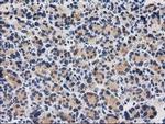 CTH Antibody in Immunohistochemistry (Paraffin) (IHC (P))