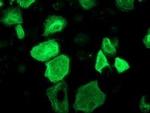 RASSF1 Antibody in Immunocytochemistry (ICC/IF)