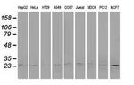 POLR2E Antibody in Western Blot (WB)