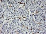 VASP Antibody in Immunohistochemistry (Paraffin) (IHC (P))