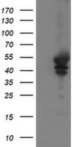 VASP Antibody in Western Blot (WB)